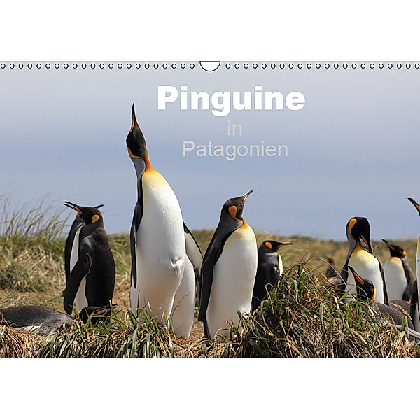 Pinguine in Patagonien (Wandkalender 2019 DIN A3 quer), Ute Köhler