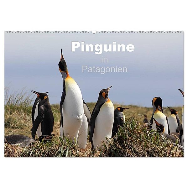 Pinguine in Patagonien (Wandkalender 2024 DIN A2 quer), CALVENDO Monatskalender, Clemens Göb, Ute Köhler