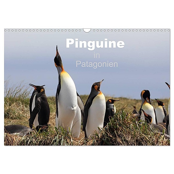 Pinguine in Patagonien (Wandkalender 2024 DIN A3 quer), CALVENDO Monatskalender, Clemens Göb, Ute Köhler