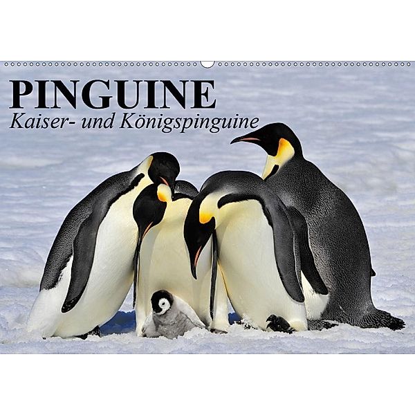 Pinguine - Kaiser- und Königspinguine (Wandkalender 2020 DIN A2 quer), Elisabeth Stanzer