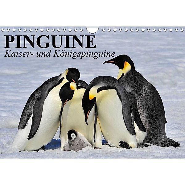 Pinguine - Kaiser- und Königspinguine (Wandkalender 2023 DIN A4 quer), Elisabeth Stanzer