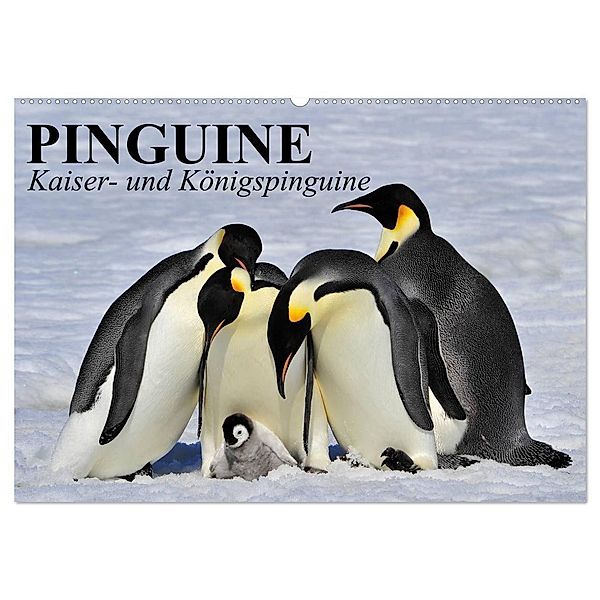 Pinguine - Kaiser- und Königspinguine (Wandkalender 2024 DIN A2 quer), CALVENDO Monatskalender, Elisabeth Stanzer