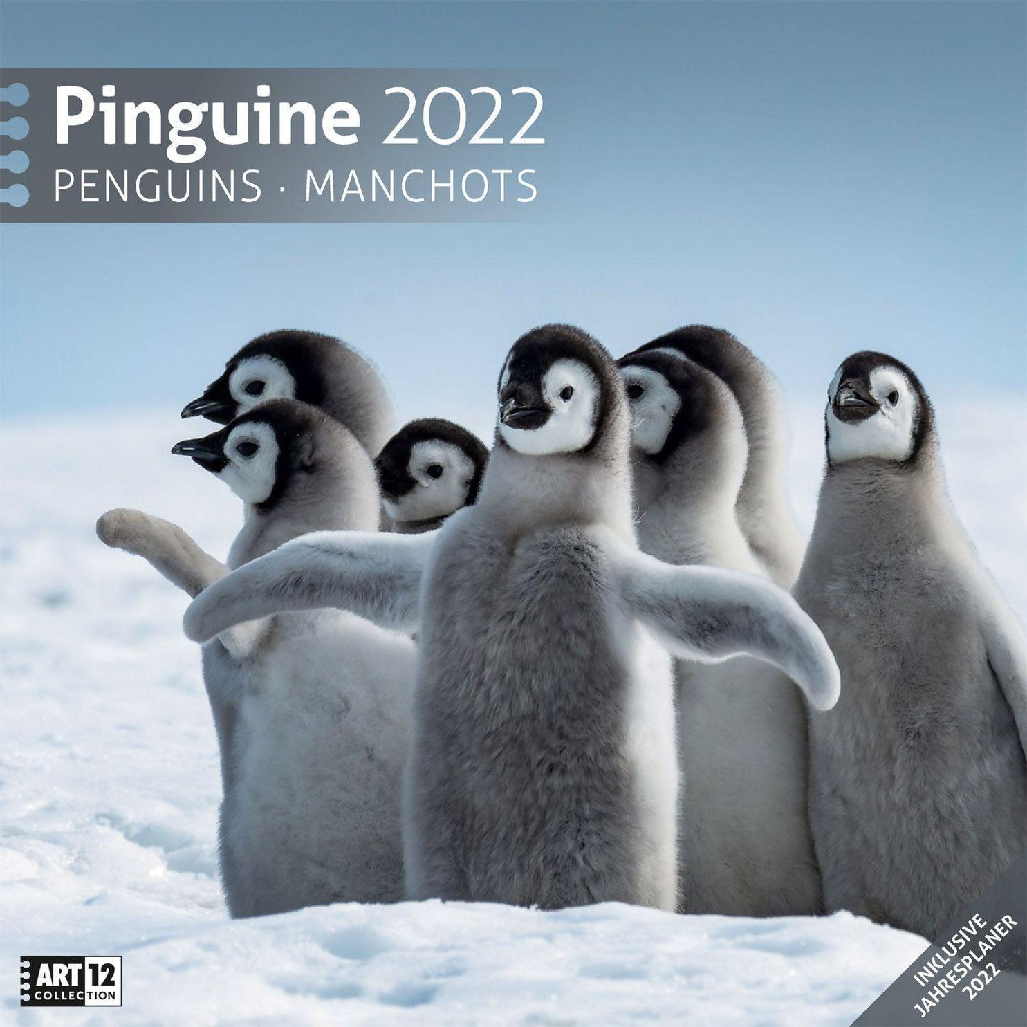 Pinguine Kalender 2022 - 30x30 - Kalender bei Weltbild.ch kaufen