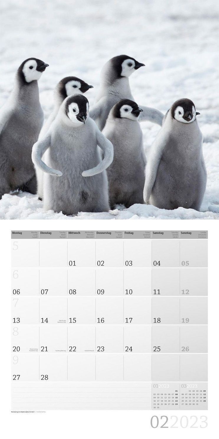 Pinguine Kalender 2023 - 30x30 - Kalender bei Weltbild.ch kaufen