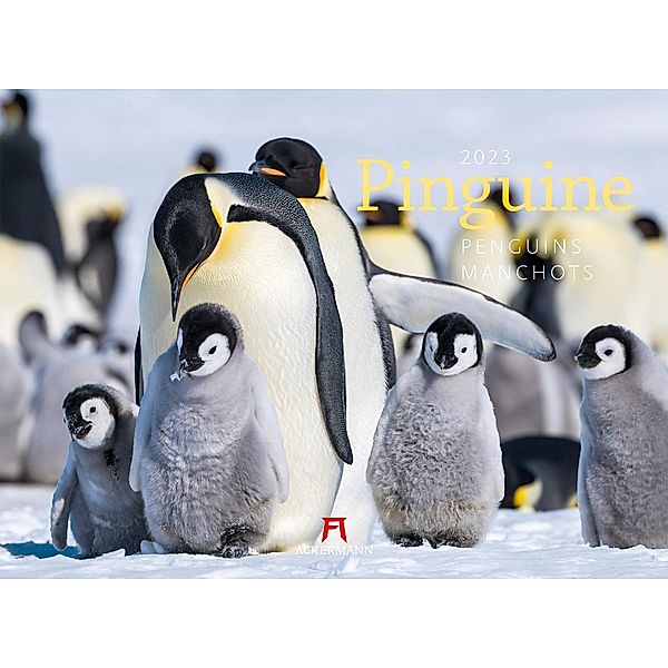 Pinguine Kalender 2023 - Kalender bei Weltbild.de bestellen