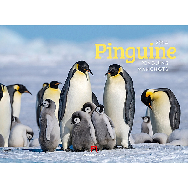 Pinguine Kalender 2024, Ackermann Kunstverlag