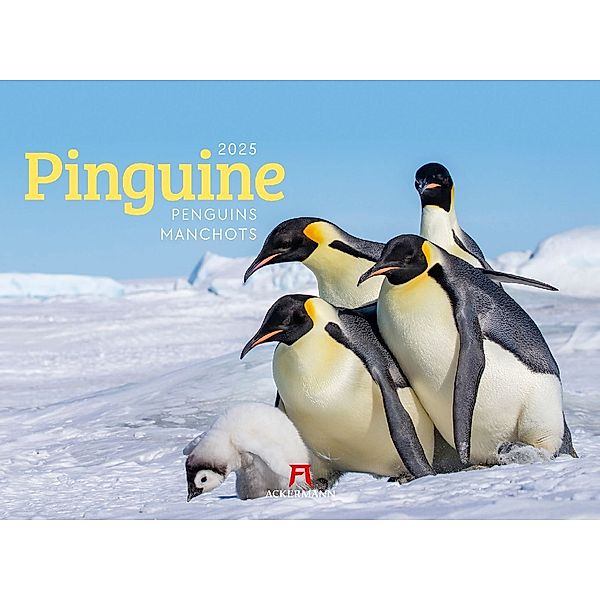 Pinguine Kalender 2025, Ackermann Kunstverlag