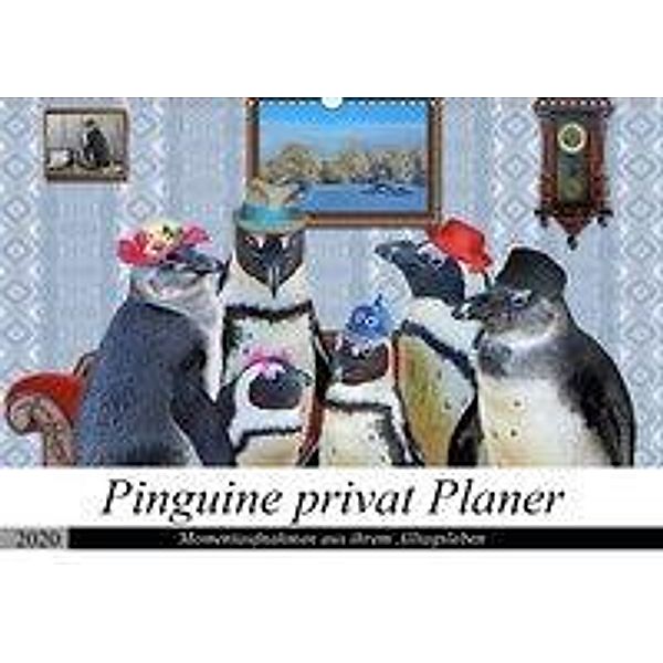 Pinguine privat Planer (Wandkalender 2020 DIN A2 quer), Garrulus Glandarius