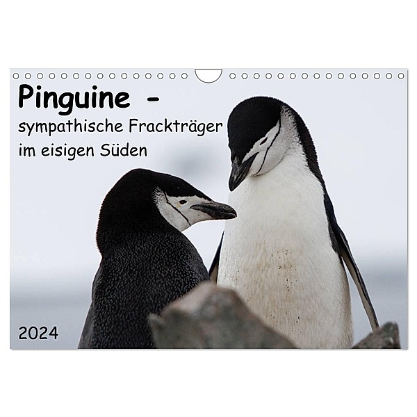 Pinguine - sympathische Frackträger im eisigen Süden (Wandkalender 2024 DIN A4 quer), CALVENDO Monatskalender, Anna-Barbara Utelli