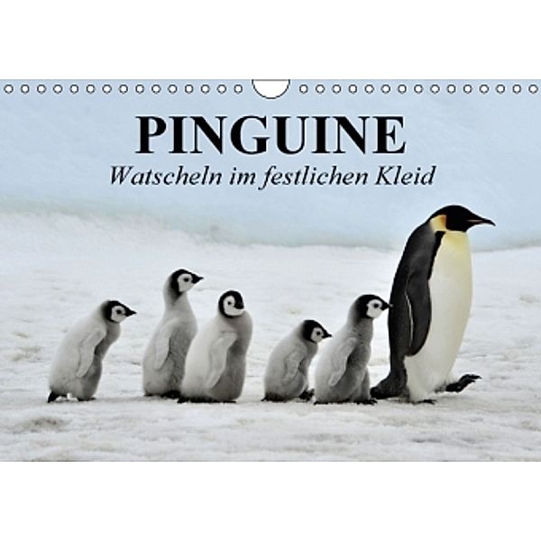 Pinguine - Watscheln im festlichen Kleid (Wandkalender 2016 DIN A4 quer), Elisabeth Stanzer
