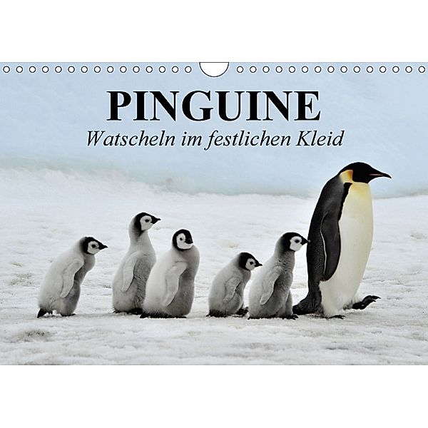 Pinguine - Watscheln im festlichen Kleid (Wandkalender 2018 DIN A4 quer), Elisabeth Stanzer