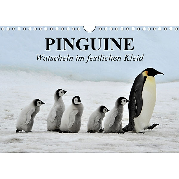Pinguine - Watscheln im festlichen Kleid (Wandkalender 2019 DIN A4 quer), Elisabeth Stanzer