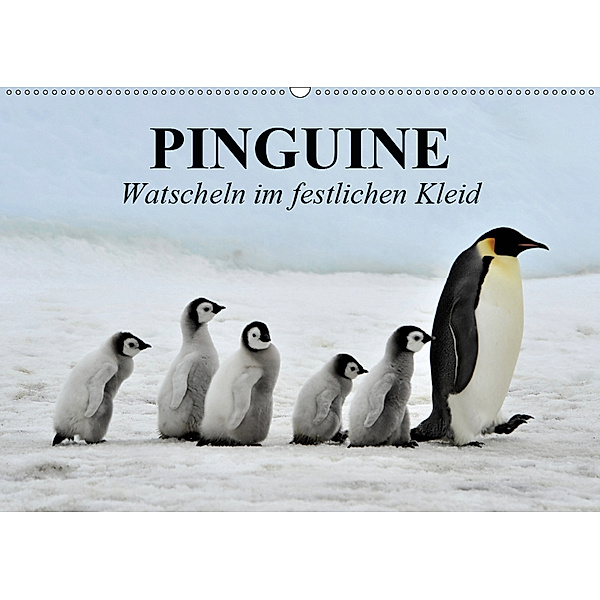 Pinguine - Watscheln im festlichen Kleid (Wandkalender 2019 DIN A2 quer), Elisabeth Stanzer