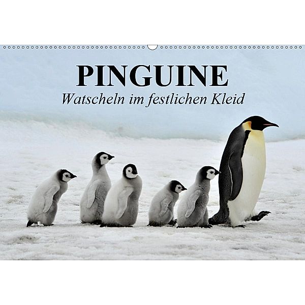 Pinguine - Watscheln im festlichen Kleid (Wandkalender 2020 DIN A2 quer), Elisabeth Stanzer