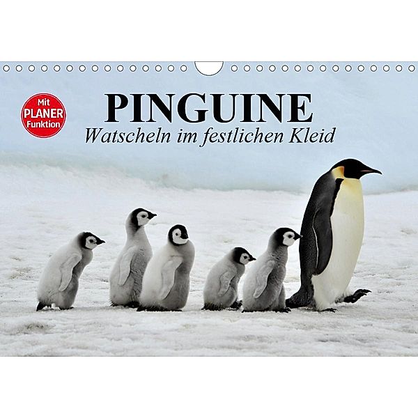 Pinguine - Watscheln im festlichen Kleid (Wandkalender 2021 DIN A4 quer), Elisabeth Stanzer