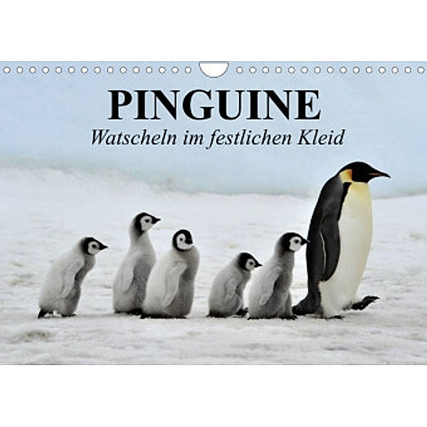 Pinguine - Watscheln im festlichen Kleid (Wandkalender 2022 DIN A4 quer), Elisabeth Stanzer