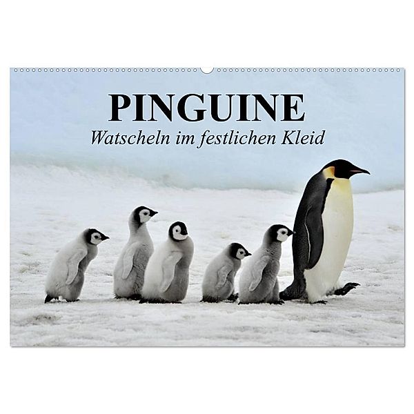 Pinguine - Watscheln im festlichen Kleid (Wandkalender 2024 DIN A2 quer), CALVENDO Monatskalender, Elisabeth Stanzer