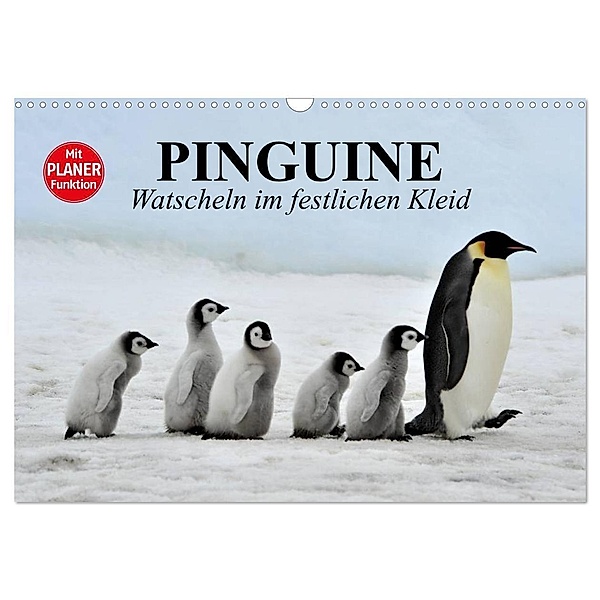 Pinguine - Watscheln im festlichen Kleid (Wandkalender 2024 DIN A3 quer), CALVENDO Monatskalender, Elisabeth Stanzer