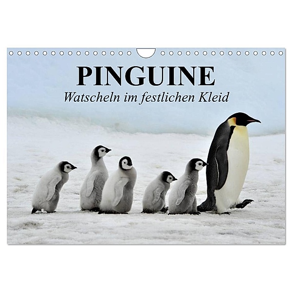 Pinguine - Watscheln im festlichen Kleid (Wandkalender 2024 DIN A4 quer), CALVENDO Monatskalender, Elisabeth Stanzer