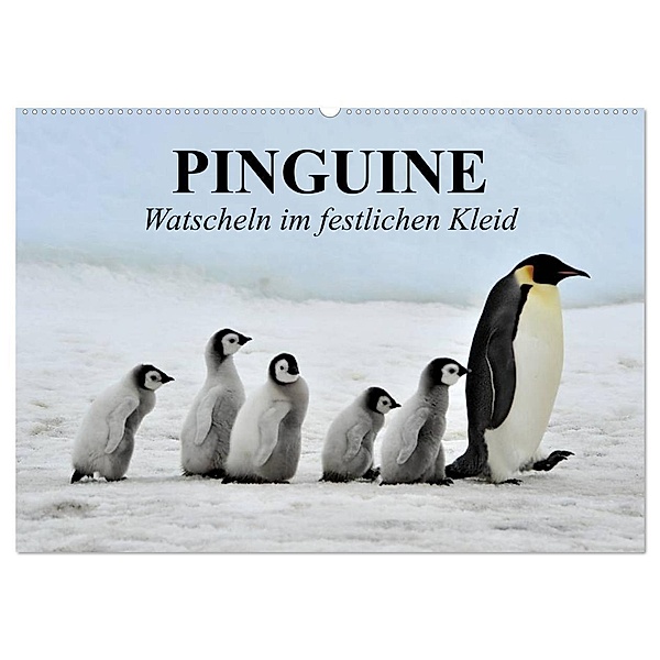 Pinguine - Watscheln im festlichen Kleid (Wandkalender 2025 DIN A2 quer), CALVENDO Monatskalender, Calvendo, Elisabeth Stanzer