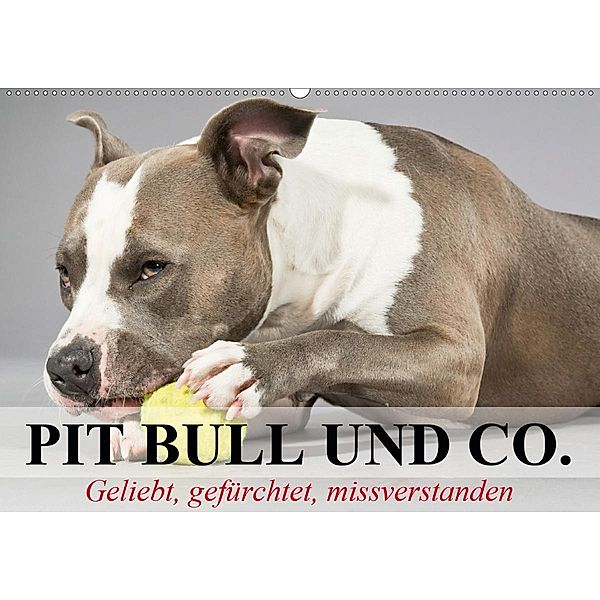 Pit Bull und Co. - Geliebt, gefürchtet, missverstanden (Wandkalender 2020 DIN A2 quer), Elisabeth Stanzer