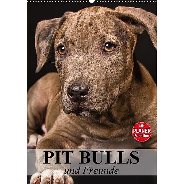 Pit Bulls und Freunde (Wandkalender 2017 DIN A2 hoch), Elisabeth Stanzer