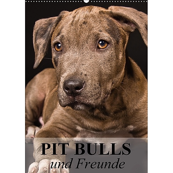 Pit Bulls und Freunde (Wandkalender 2018 DIN A2 hoch), Elisabeth Stanzer