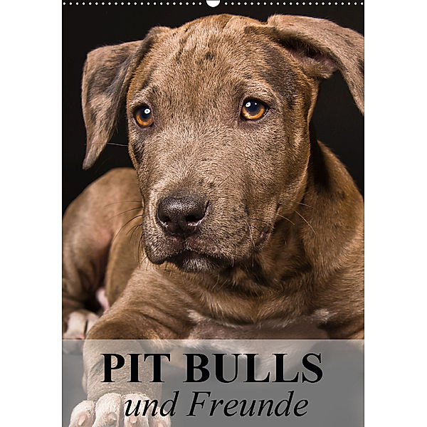 Pit Bulls und Freunde (Wandkalender 2019 DIN A2 hoch), Elisabeth Stanzer