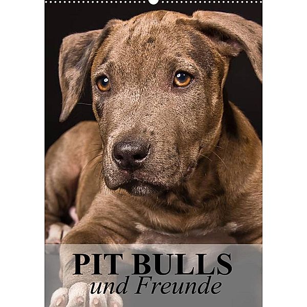 Pit Bulls und Freunde (Wandkalender 2023 DIN A2 hoch), Elisabeth Stanzer