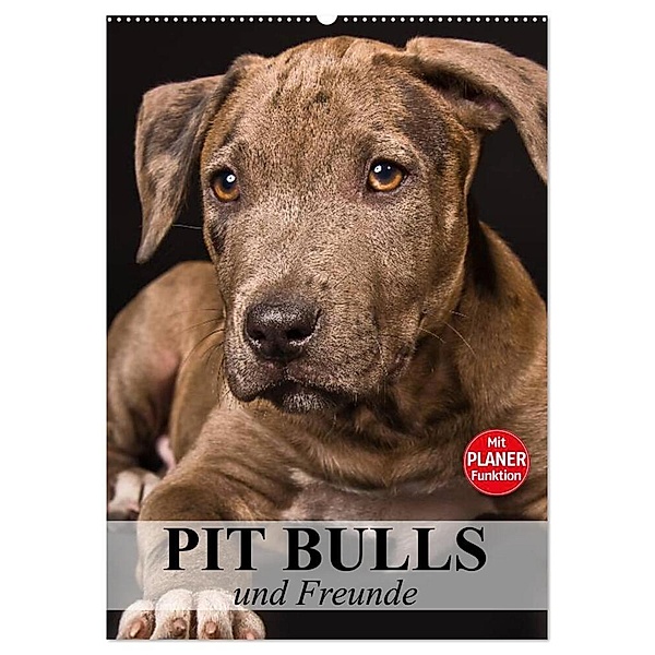 Pit Bulls und Freunde (Wandkalender 2024 DIN A2 hoch), CALVENDO Monatskalender, Elisabeth Stanzer