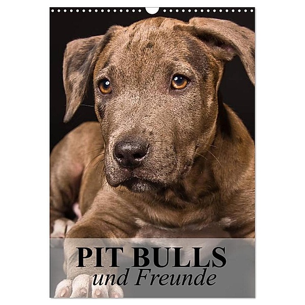Pit Bulls und Freunde (Wandkalender 2024 DIN A3 hoch), CALVENDO Monatskalender, Elisabeth Stanzer