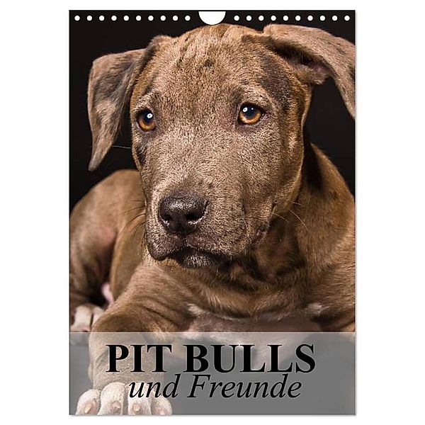 Pit Bulls und Freunde (Wandkalender 2024 DIN A4 hoch), CALVENDO Monatskalender, Elisabeth Stanzer