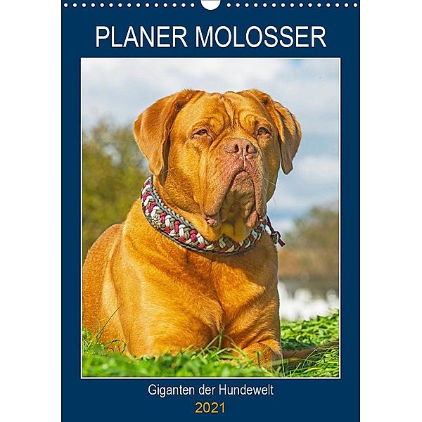 Planer Molosser - Giganten der Hundewelt (Wandkalender 2021 DIN A3 hoch), Sigrid Starick