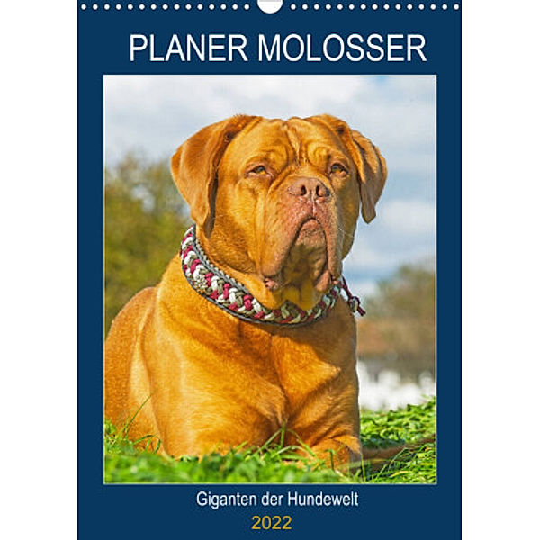 Planer Molosser - Giganten der Hundewelt (Wandkalender 2022 DIN A3 hoch), Sigrid Starick