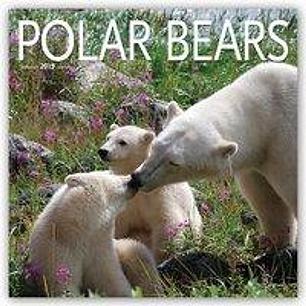 Polar Bears - Eisbären 2019 - 16-Monatskalender