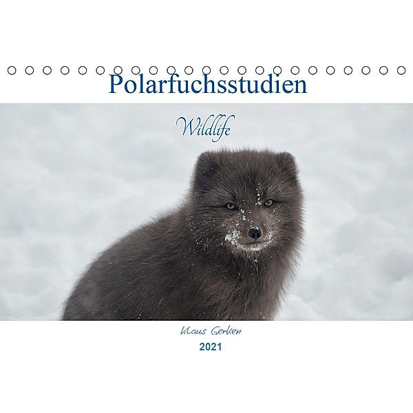 Polarfuchsstudien Wildlife (Tischkalender 2021 DIN A5 quer), Klaus Gerken