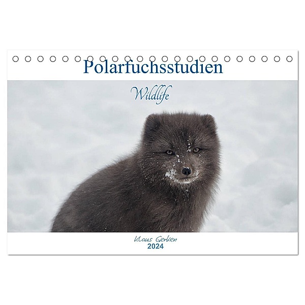 Polarfuchsstudien Wildlife (Tischkalender 2024 DIN A5 quer), CALVENDO Monatskalender, Klaus Gerken