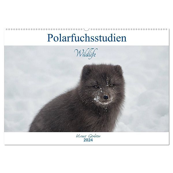 Polarfuchsstudien Wildlife (Wandkalender 2024 DIN A2 quer), CALVENDO Monatskalender, Klaus Gerken