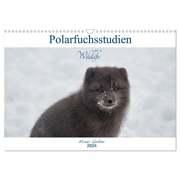 Polarfuchsstudien Wildlife (Wandkalender 2024 DIN A3 quer), CALVENDO Monatskalender, Klaus Gerken