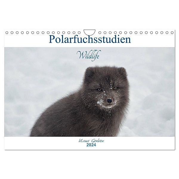 Polarfuchsstudien Wildlife (Wandkalender 2024 DIN A4 quer), CALVENDO Monatskalender, Klaus Gerken