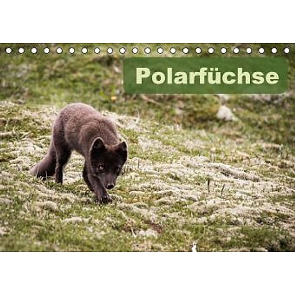 Polarfüchse (Tischkalender 2016 DIN A5 quer), Frauke Gimpel