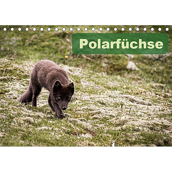 Polarfüchse (Tischkalender 2019 DIN A5 quer), Frauke Gimpel