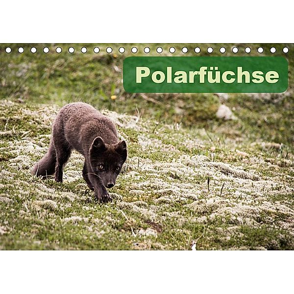 Polarfüchse (Tischkalender 2021 DIN A5 quer), Frauke Gimpel