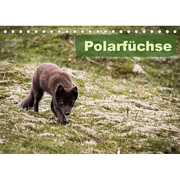 Polarfüchse (Tischkalender 2022 DIN A5 quer), Frauke Gimpel