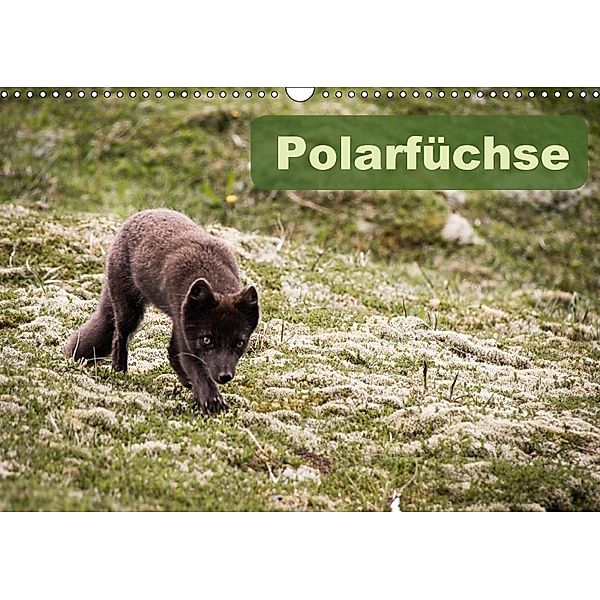 Polarfüchse (Wandkalender 2018 DIN A3 quer), Frauke Gimpel