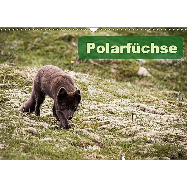 Polarfüchse (Wandkalender 2020 DIN A3 quer), Frauke Gimpel