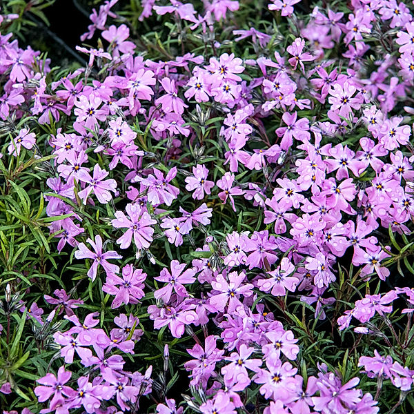 Polsterphlox Violetta Beauty