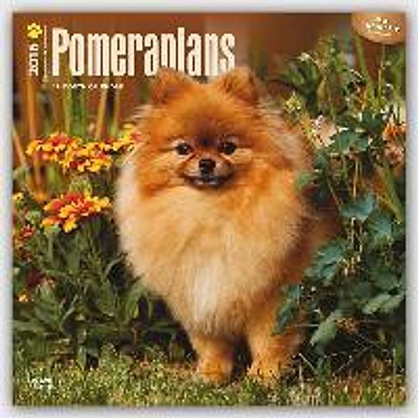 Pomeranians 2016