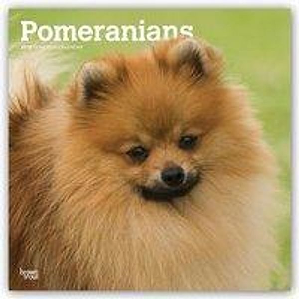 Pomeranians 2019 Square, Inc Browntrout Publishers