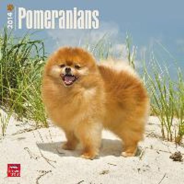 Pomeranians Calendar